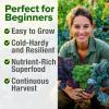 imageHOME GROWN 10 Herb Seeds for Planting 3000 NonGMO Heirloom Seeds  Extra Large Variety Pack Herb Kit  Indoor Outdoor ampamp Hydroponic  Culinary Seed Set  Grow Your Own Herbs  Gift for Beginners4Pack