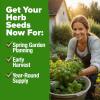 imageHOME GROWN 10 Herb Seeds for Planting 3000 NonGMO Heirloom Seeds  Extra Large Variety Pack Herb Kit  Indoor Outdoor ampamp Hydroponic  Culinary Seed Set  Grow Your Own Herbs  Gift for Beginners15Pack