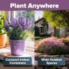 imageHOME GROWN 10 Herb Seeds for Planting 3000 NonGMO Heirloom Seeds  Extra Large Variety Pack Herb Kit  Indoor Outdoor ampamp Hydroponic  Culinary Seed Set  Grow Your Own Herbs  Gift for Beginners1Pack
