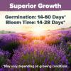 imageHOME GROWN 10 Herb Seeds for Planting 3000 NonGMO Heirloom Seeds  Extra Large Variety Pack Herb Kit  Indoor Outdoor ampamp Hydroponic  Culinary Seed Set  Grow Your Own Herbs  Gift for Beginners1Pack