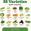 imageHOME GROWN 10 Herb Seeds for Planting 3000 NonGMO Heirloom Seeds  Extra Large Variety Pack Herb Kit  Indoor Outdoor ampamp Hydroponic  Culinary Seed Set  Grow Your Own Herbs  Gift for Beginners55Pack