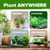 imageHOME GROWN 10 Herb Seeds for Planting 3000 NonGMO Heirloom Seeds  Extra Large Variety Pack Herb Kit  Indoor Outdoor ampamp Hydroponic  Culinary Seed Set  Grow Your Own Herbs  Gift for Beginners25Pack