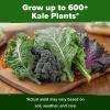 imageHOME GROWN 10 Herb Seeds for Planting 3000 NonGMO Heirloom Seeds  Extra Large Variety Pack Herb Kit  Indoor Outdoor ampamp Hydroponic  Culinary Seed Set  Grow Your Own Herbs  Gift for Beginners4Pack