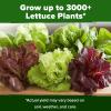 imageHOME GROWN 5 Lettuce Seed Pack  3950 Heirloom Vegetable Seeds for Indoor Outdoor or Hydroponic Growing  Black Seeded Simpson Red Romaine Bibb Buttercrunch Iceberg Varieties Lactuca Sativa