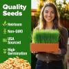imageHOME GROWN Broccoli Seeds 8 oz  for Sprouting or Microgreens   High Germination Sprout Seeds Nutritious Micro Greens  Broccoli Sprouts in 5 days  Sulforaphane Rich15 lbs