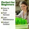 imageHOME GROWN Broccoli Seeds 8 oz  for Sprouting or Microgreens   High Germination Sprout Seeds Nutritious Micro Greens  Broccoli Sprouts in 5 days  Sulforaphane Rich15 lbs