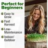 imageHOME GROWN Broccoli Seeds 8 oz  for Sprouting or Microgreens   High Germination Sprout Seeds Nutritious Micro Greens  Broccoli Sprouts in 5 days  Sulforaphane Rich16 oz