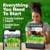 imageHOME GROWN Broccoli Seeds 8 oz  for Sprouting or Microgreens   High Germination Sprout Seeds Nutritious Micro Greens  Broccoli Sprouts in 5 days  Sulforaphane Rich15 lbs