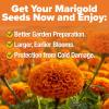 imageHOME GROWN Crackerjack Marigold Seeds  4 oz  35000 Flower Seeds Planting Outdoor  Large Bulk Pack    High Germination Wildflower Seed  Companion Planting15 000 Seeds