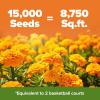 imageHOME GROWN Crackerjack Marigold Seeds  4 oz  35000 Flower Seeds Planting Outdoor  Large Bulk Pack    High Germination Wildflower Seed  Companion Planting15 000 Seeds