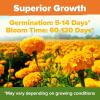imageHOME GROWN Crackerjack Marigold Seeds  4 oz  35000 Flower Seeds Planting Outdoor  Large Bulk Pack    High Germination Wildflower Seed  Companion Planting15 000 Seeds