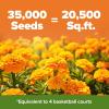 imageHOME GROWN Crackerjack Marigold Seeds  4 oz  35000 Flower Seeds Planting Outdoor  Large Bulk Pack    High Germination Wildflower Seed  Companion Planting35 000 Seeds