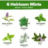 imageHOME GROWN Medicinal Herb Seeds Vault  2000 Seeds 6   Heirloom Varieties for Indoor ampamp Outdoor Garden  Lavender ChamomileMintLemon BalmPeppermintEchinacea Garden MarkersMint Herb 6Pack