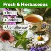 imageHOME GROWN Medicinal Herb Seeds Vault  2000 Seeds 6   Heirloom Varieties for Indoor ampamp Outdoor Garden  Lavender ChamomileMintLemon BalmPeppermintEchinacea Garden MarkersTea Herb 6Pack