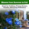 imageHOME GROWN Morning Glory SeedsHeavenly Blue 2 Pack 300  Heirloom Morning Glories Vine Seeds for Planting Ideal for a Flower Garden That Attracts Pollinators and BirdsIpomoea tricolorMorning Glory 2Pack