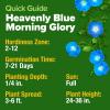 imageHOME GROWN Morning Glory SeedsHeavenly Blue 2 Pack 300  Heirloom Morning Glories Vine Seeds for Planting Ideal for a Flower Garden That Attracts Pollinators and BirdsIpomoea tricolorMorning Glory 2Pack
