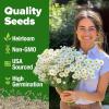 imageHOME GROWN Morning Glory SeedsHeavenly Blue 2 Pack 300  Heirloom Morning Glories Vine Seeds for Planting Ideal for a Flower Garden That Attracts Pollinators and BirdsIpomoea tricolorGerman Chamomile 2Pack