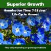imageHOME GROWN Morning Glory SeedsHeavenly Blue 2 Pack 300  Heirloom Morning Glories Vine Seeds for Planting Ideal for a Flower Garden That Attracts Pollinators and BirdsIpomoea tricolorMorning Glory 2Pack
