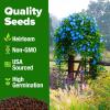 imageHOME GROWN Morning Glory SeedsHeavenly Blue 2 Pack 300  Heirloom Morning Glories Vine Seeds for Planting Ideal for a Flower Garden That Attracts Pollinators and BirdsIpomoea tricolorMorning Glory 2Pack