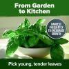 imageHOME GROWN Premium Common Mint Seeds Bulk Pack 3600   Heirloom Herb Seeds USA Sourced  Ideal for Planting Outdoors or Indoors for a Fresh Mint Tea Garden Mentha sppBasil 2Pack
