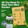 imageHOME GROWN Premium Common Mint Seeds Bulk Pack 3600   Heirloom Herb Seeds USA Sourced  Ideal for Planting Outdoors or Indoors for a Fresh Mint Tea Garden Mentha sppMint 2Pack