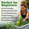 imageHOME GROWN Premium Common Mint Seeds Bulk Pack 3600   Heirloom Herb Seeds USA Sourced  Ideal for Planting Outdoors or Indoors for a Fresh Mint Tea Garden Mentha sppDill 2Pack