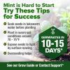 imageHOME GROWN Premium Common Mint Seeds Bulk Pack 3600   Heirloom Herb Seeds USA Sourced  Ideal for Planting Outdoors or Indoors for a Fresh Mint Tea Garden Mentha sppMint 2Pack