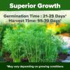 imageHOME GROWN Premium Common Mint Seeds Bulk Pack 3600   Heirloom Herb Seeds USA Sourced  Ideal for Planting Outdoors or Indoors for a Fresh Mint Tea Garden Mentha sppDill 2Pack