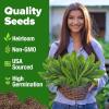 imageHOME GROWN Premium Common Mint Seeds Bulk Pack 3600   Heirloom Herb Seeds USA Sourced  Ideal for Planting Outdoors or Indoors for a Fresh Mint Tea Garden Mentha sppCulantro 2Pack