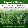 imageHOME GROWN Premium Common Mint Seeds Bulk Pack 3600   Heirloom Herb Seeds USA Sourced  Ideal for Planting Outdoors or Indoors for a Fresh Mint Tea Garden Mentha sppRosemary 2Pack