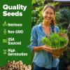 imageHOME GROWN Premium Common Mint Seeds Bulk Pack 3600   Heirloom Herb Seeds USA Sourced  Ideal for Planting Outdoors or Indoors for a Fresh Mint Tea Garden Mentha sppDill 2Pack
