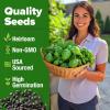 imageHOME GROWN Premium Common Mint Seeds Bulk Pack 3600   Heirloom Herb Seeds USA Sourced  Ideal for Planting Outdoors or Indoors for a Fresh Mint Tea Garden Mentha sppBasil 2Pack