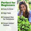 imageHOME GROWN Premium Common Mint Seeds Bulk Pack 3600   Heirloom Herb Seeds USA Sourced  Ideal for Planting Outdoors or Indoors for a Fresh Mint Tea Garden Mentha sppThai Basil 2Pack