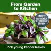 imageHOME GROWN Premium Common Mint Seeds Bulk Pack 3600   Heirloom Herb Seeds USA Sourced  Ideal for Planting Outdoors or Indoors for a Fresh Mint Tea Garden Mentha sppThai Basil 2Pack