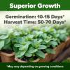 imageHOME GROWN Premium Common Mint Seeds Bulk Pack 3600   Heirloom Herb Seeds USA Sourced  Ideal for Planting Outdoors or Indoors for a Fresh Mint Tea Garden Mentha sppMint 2Pack