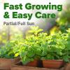 imageHOME GROWN Premium Common Mint Seeds Bulk Pack 3600   Heirloom Herb Seeds USA Sourced  Ideal for Planting Outdoors or Indoors for a Fresh Mint Tea Garden Mentha sppMint 2Pack