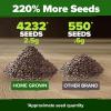 imageHOME GROWN Premium Common Mint Seeds Bulk Pack 3600   Heirloom Herb Seeds USA Sourced  Ideal for Planting Outdoors or Indoors for a Fresh Mint Tea Garden Mentha sppCatnip 2Pack