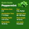 imageHOME GROWN Premium Common Mint Seeds Bulk Pack 3600   Heirloom Herb Seeds USA Sourced  Ideal for Planting Outdoors or Indoors for a Fresh Mint Tea Garden Mentha sppPeppermint 2Pack