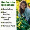 imageHOME GROWN Premium Common Mint Seeds Bulk Pack 3600   Heirloom Herb Seeds USA Sourced  Ideal for Planting Outdoors or Indoors for a Fresh Mint Tea Garden Mentha sppPeppermint 2Pack