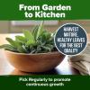 imageHOME GROWN Premium Common Mint Seeds Bulk Pack 3600   Heirloom Herb Seeds USA Sourced  Ideal for Planting Outdoors or Indoors for a Fresh Mint Tea Garden Mentha sppWhite Sage 2Pack