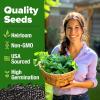 imageHOME GROWN Premium Common Mint Seeds Bulk Pack 3600   Heirloom Herb Seeds USA Sourced  Ideal for Planting Outdoors or Indoors for a Fresh Mint Tea Garden Mentha sppPeppermint 2Pack