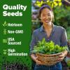 imageHOME GROWN Premium Common Mint Seeds Bulk Pack 3600   Heirloom Herb Seeds USA Sourced  Ideal for Planting Outdoors or Indoors for a Fresh Mint Tea Garden Mentha sppMint 2Pack