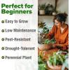 imageHOME GROWN Premium Common Mint Seeds Bulk Pack 3600   Heirloom Herb Seeds USA Sourced  Ideal for Planting Outdoors or Indoors for a Fresh Mint Tea Garden Mentha sppCatnip 2Pack