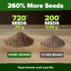 imageHOME GROWN Premium Common Mint Seeds Bulk Pack 3600   Heirloom Herb Seeds USA Sourced  Ideal for Planting Outdoors or Indoors for a Fresh Mint Tea Garden Mentha sppCulantro 2Pack
