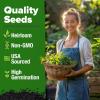 imageHOME GROWN Premium Common Mint Seeds Bulk Pack 3600   Heirloom Herb Seeds USA Sourced  Ideal for Planting Outdoors or Indoors for a Fresh Mint Tea Garden Mentha sppLemon Balm 2Pack