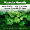 imageHOME GROWN Premium Common Mint Seeds Bulk Pack 3600   Heirloom Herb Seeds USA Sourced  Ideal for Planting Outdoors or Indoors for a Fresh Mint Tea Garden Mentha sppSanto Calypso 2Pack