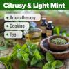 imageHOME GROWN Premium Common Mint Seeds Bulk Pack 3600   Heirloom Herb Seeds USA Sourced  Ideal for Planting Outdoors or Indoors for a Fresh Mint Tea Garden Mentha sppLemon Balm 2Pack