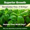 imageHOME GROWN Premium Common Mint Seeds Bulk Pack 3600   Heirloom Herb Seeds USA Sourced  Ideal for Planting Outdoors or Indoors for a Fresh Mint Tea Garden Mentha sppBasil 2Pack
