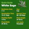 imageHOME GROWN Premium Common Mint Seeds Bulk Pack 3600   Heirloom Herb Seeds USA Sourced  Ideal for Planting Outdoors or Indoors for a Fresh Mint Tea Garden Mentha sppWhite Sage 2Pack