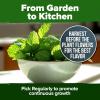 imageHOME GROWN Premium Common Mint Seeds Bulk Pack 3600   Heirloom Herb Seeds USA Sourced  Ideal for Planting Outdoors or Indoors for a Fresh Mint Tea Garden Mentha sppPeppermint 2Pack